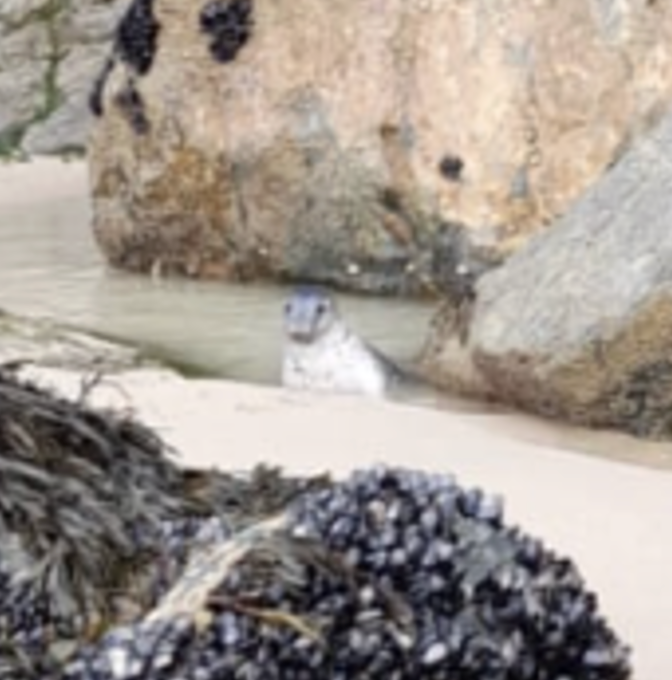 seal in rock pool