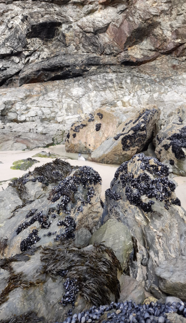 hidden animal in rock pool