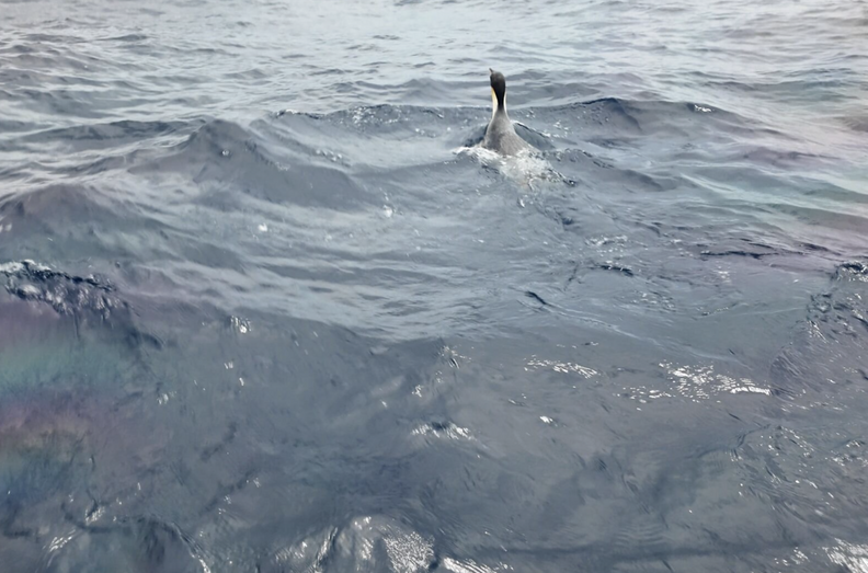 Penguin swimming in water