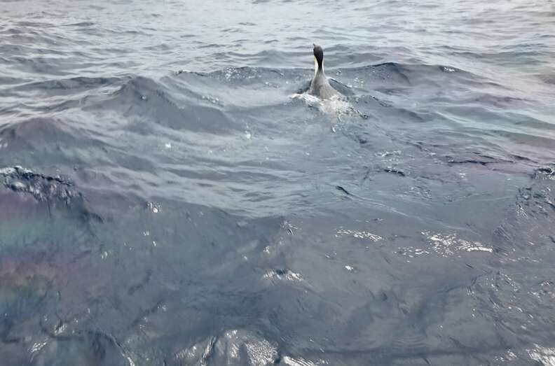 Penguin swimming in water