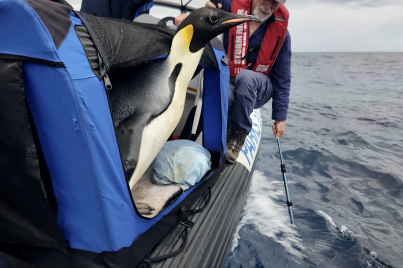 Penguin in boat about to jump into water