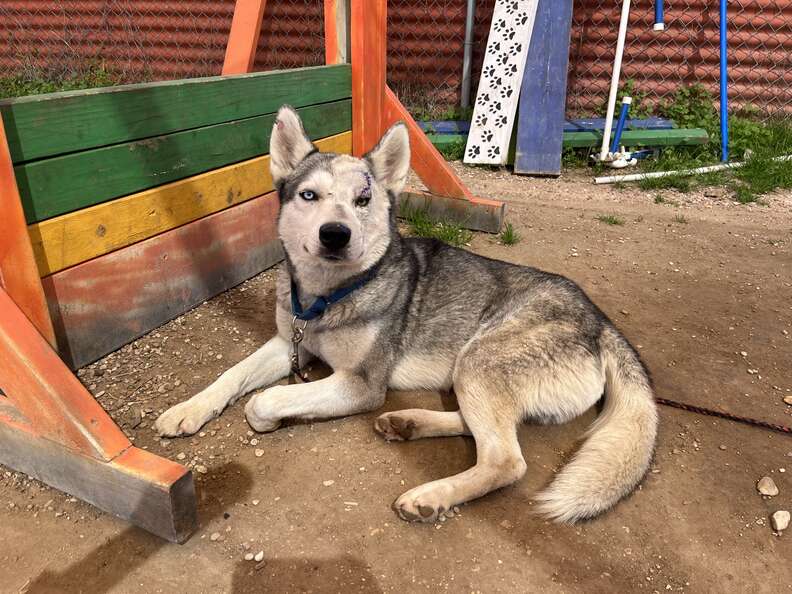 husky