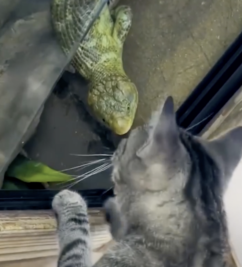 cat and lizard 
