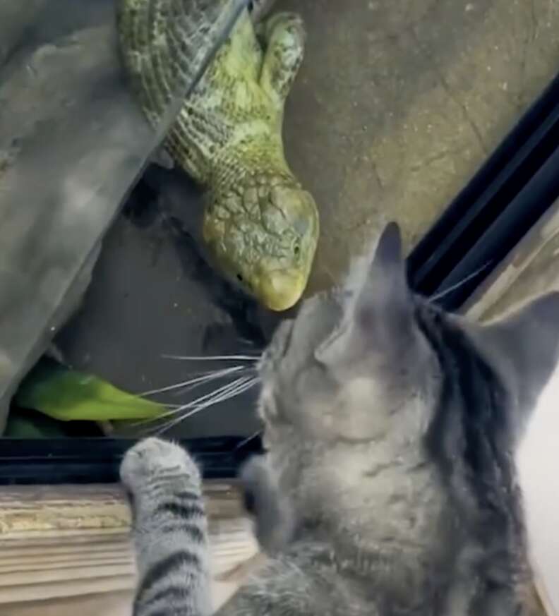 cat and lizard