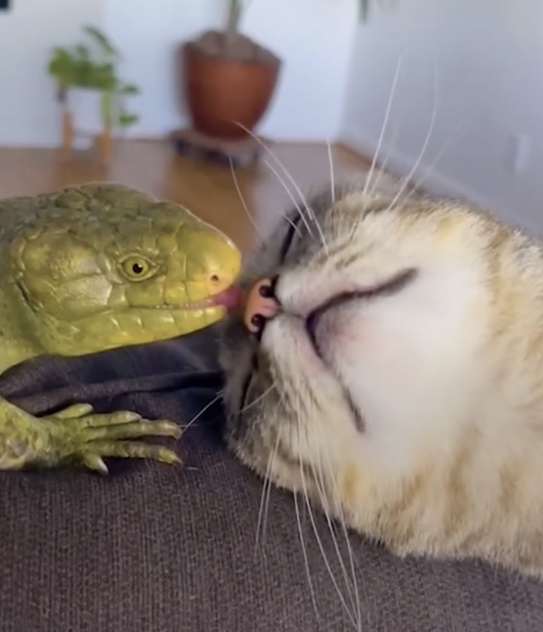 lizard kissing cat 