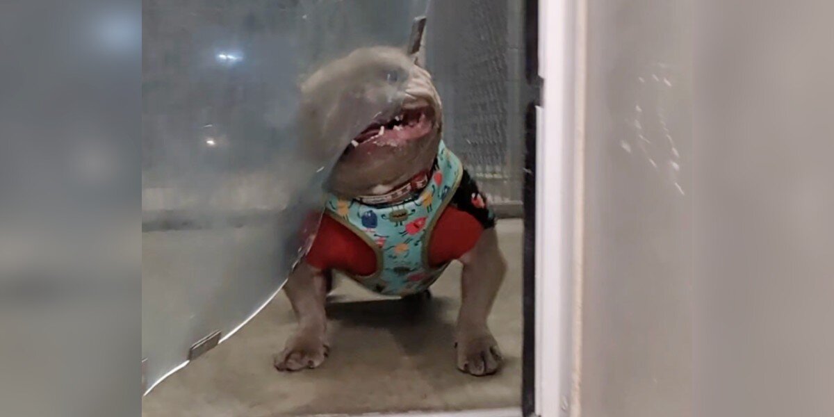 Shelter Dog's Hilarious Battle With Doggy Door Attracts Hundreds Of Adopters - The Dodo