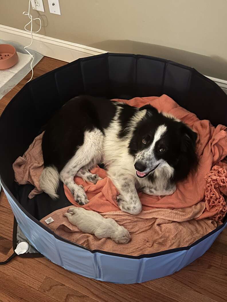 rescue dog and giant puppy