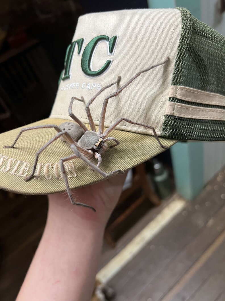Giant Spider Moves Into Family's Home And Acts Like She Owns The Place -  The Dodo, image size:792x1056