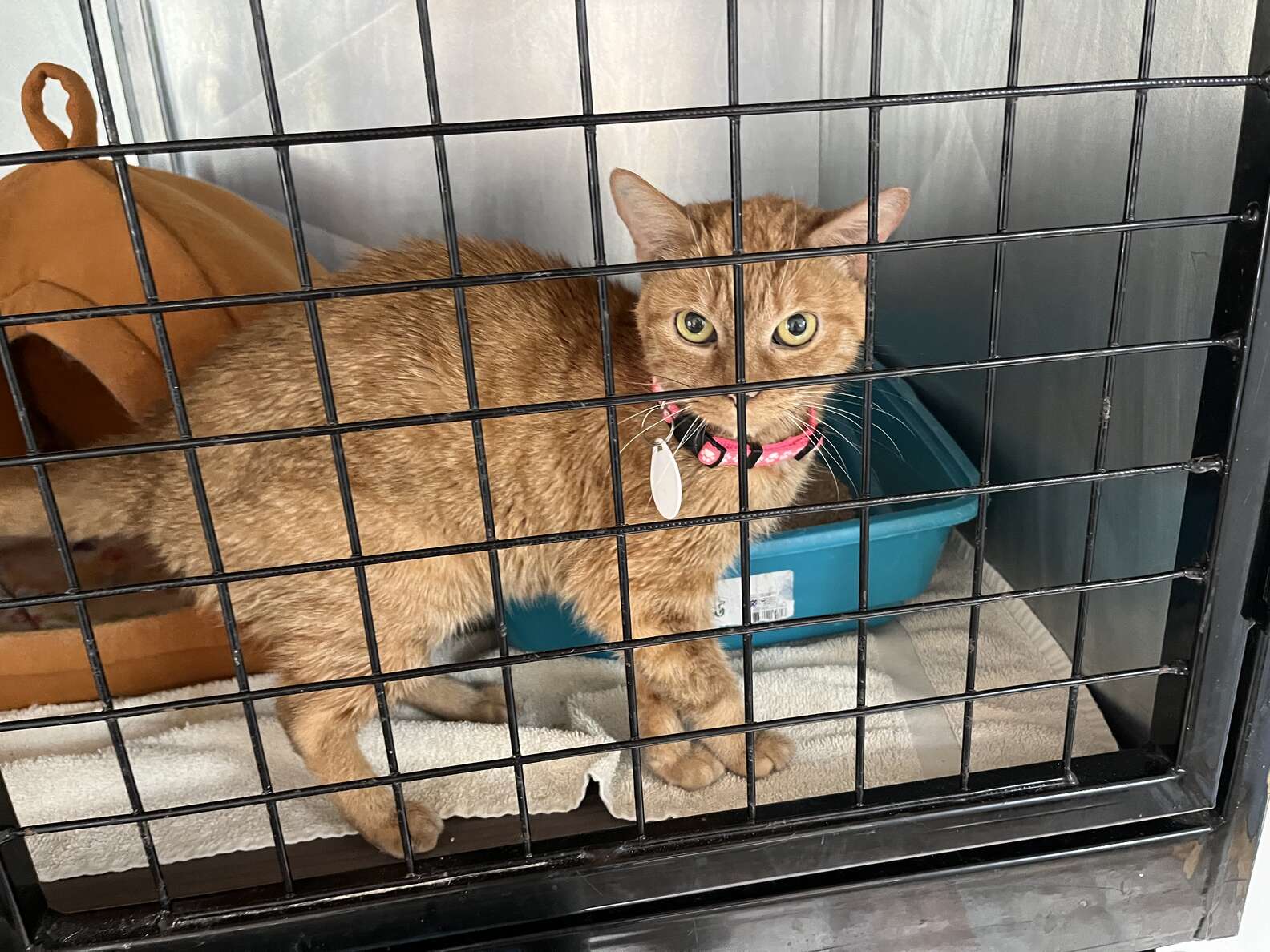 Cat Who Spent 12 Years In Testing Lab Finally Gets Her Very Own Name ...