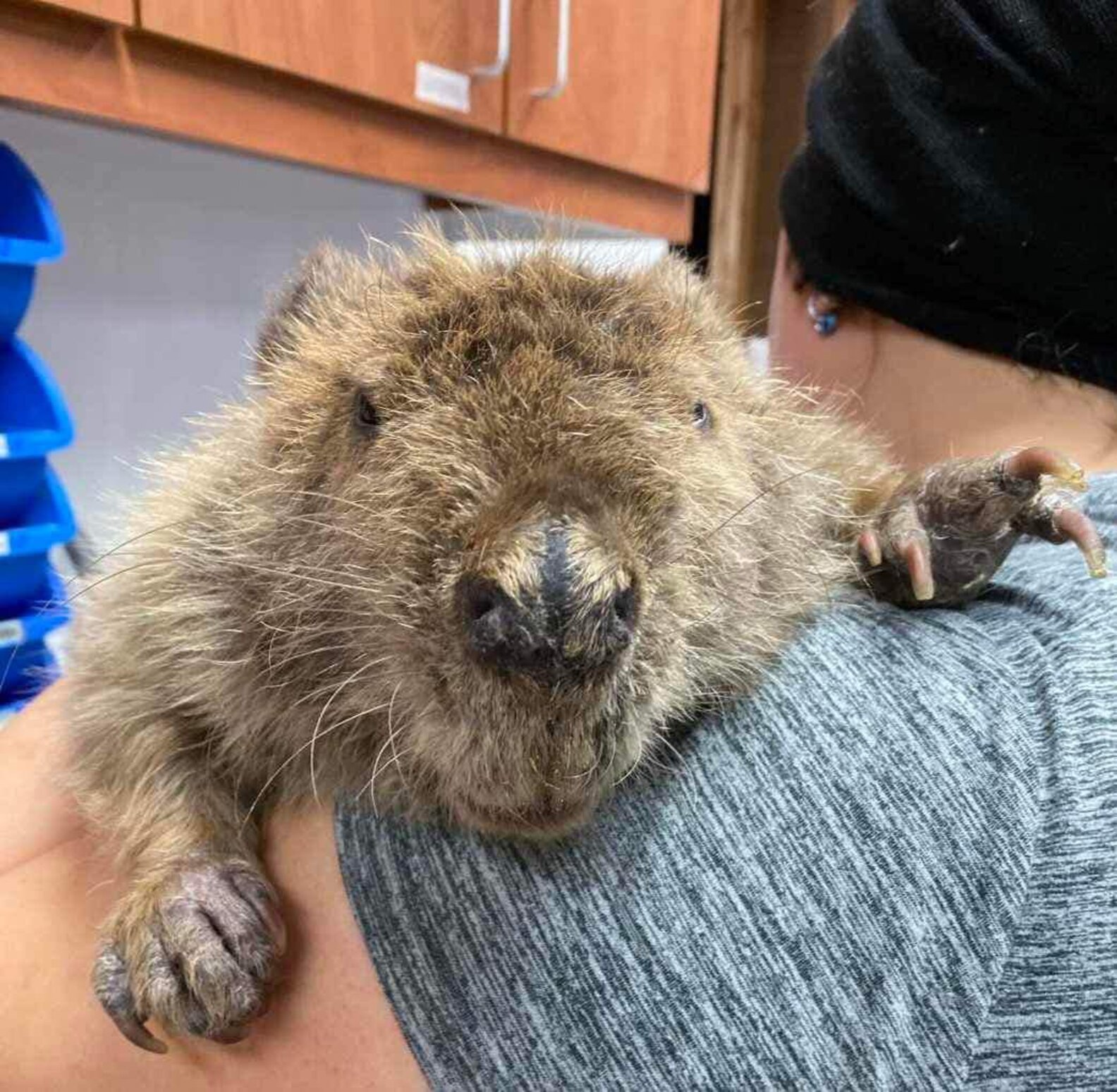 Rescued Beaver Cuddles Her Favorite Stuffed Animals To Sleep - The Dodo