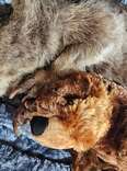 Rescued Beaver Cuddles Her Favorite Stuffed Animals To Sleep