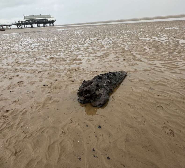 driftwood on beach
