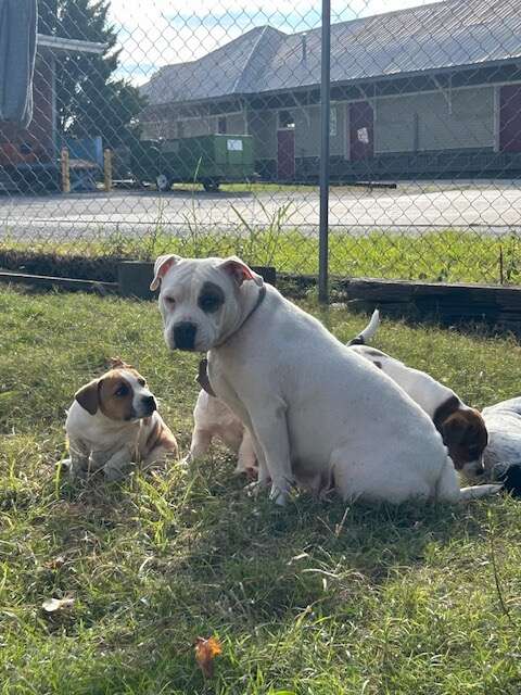 foster dog and puppies