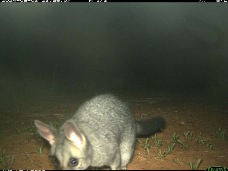 Possum Camera Scientists Check Hidden Cam And Spot Someone They Haven't Seen In A ...