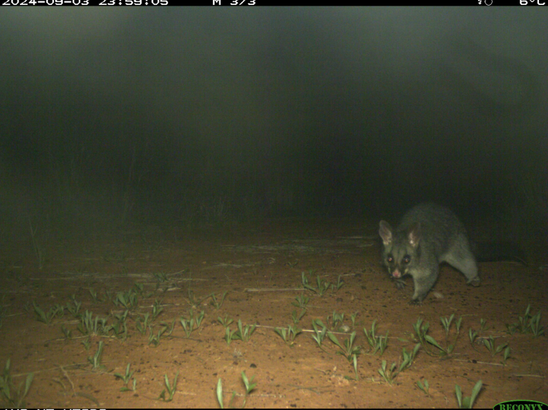 Scientists Check Hidden Cam And Spot Someone They Haven't Seen In A ...