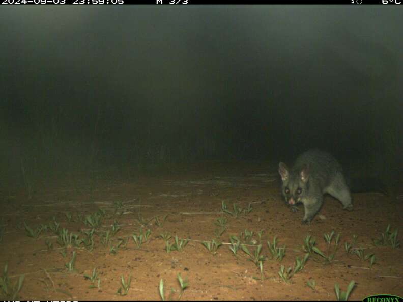 Possum Camera Scientists Check Hidden Cam And Spot Someone They Haven't Seen In A ...