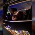 Dog Gets Sweetest Addition To Annual Christmas Lights Outing