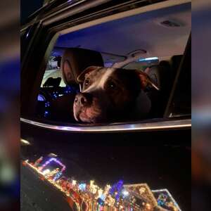 Dog Gets Sweetest Addition To Annual Christmas Lights Outing