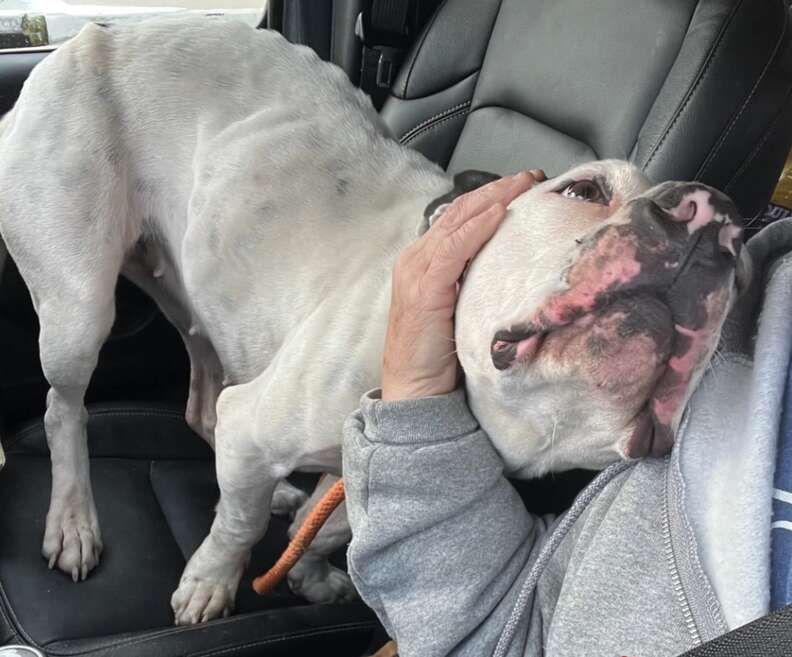 Stray dog cuddles up to rescuer in car