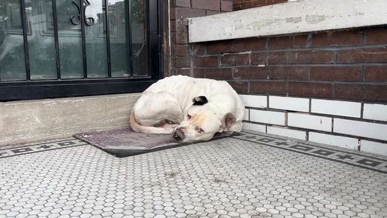 Stray dog curls up on stranger's porch