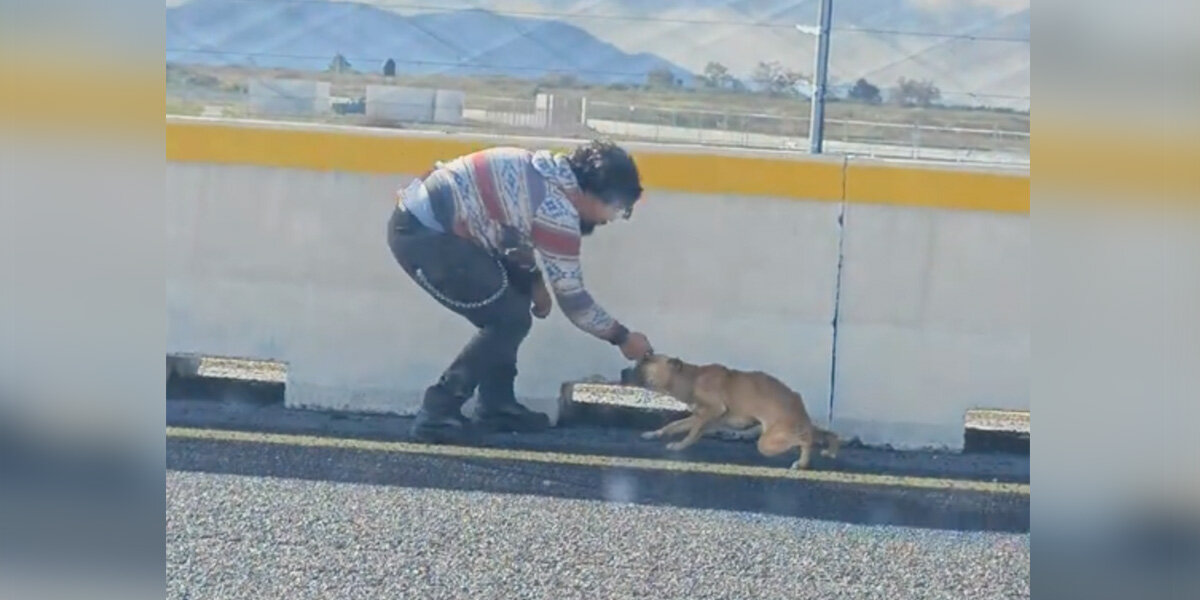 Dog Stranded On Highway Melts Into Her Rescuer's Arms After Being Saved ...