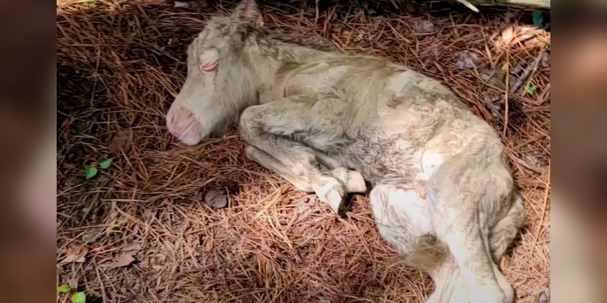 Woman Finds Abandoned Baby Horse And Moves Her Into Her Kitchen - The Dodo