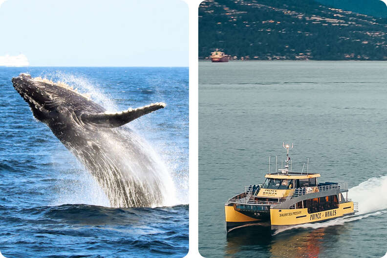 Whale-watching tours