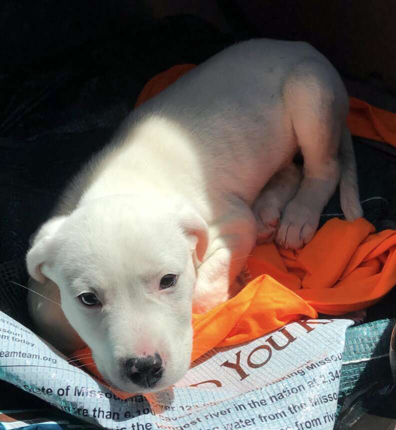white puppy