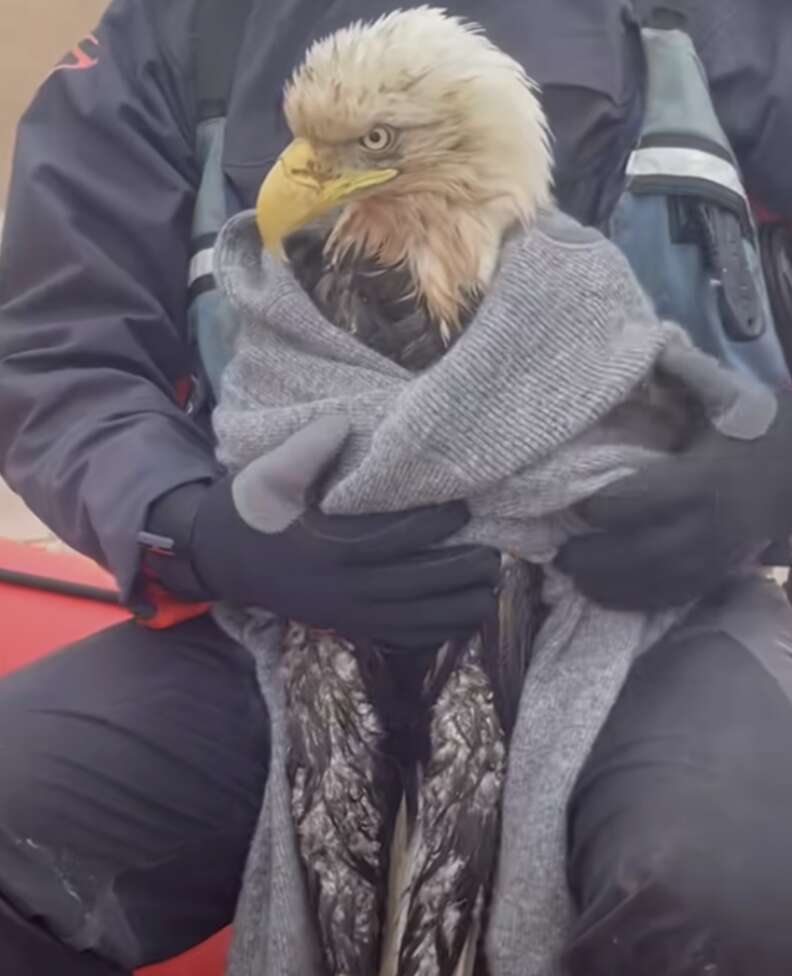 eagle in boat 