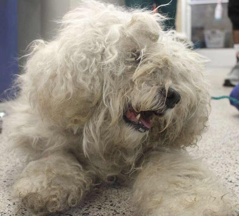 matted senior dog 