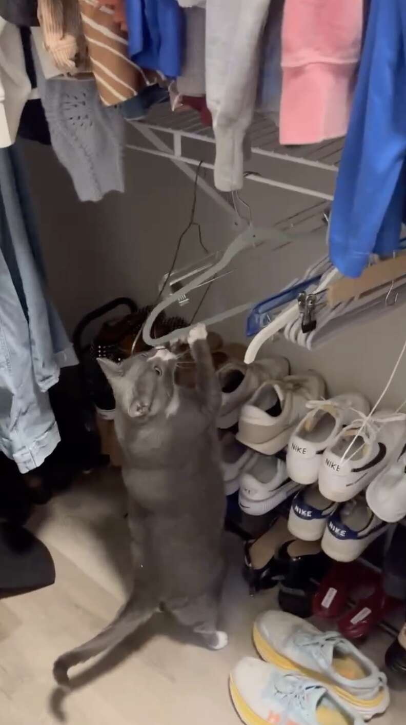 cat with clothes hanger