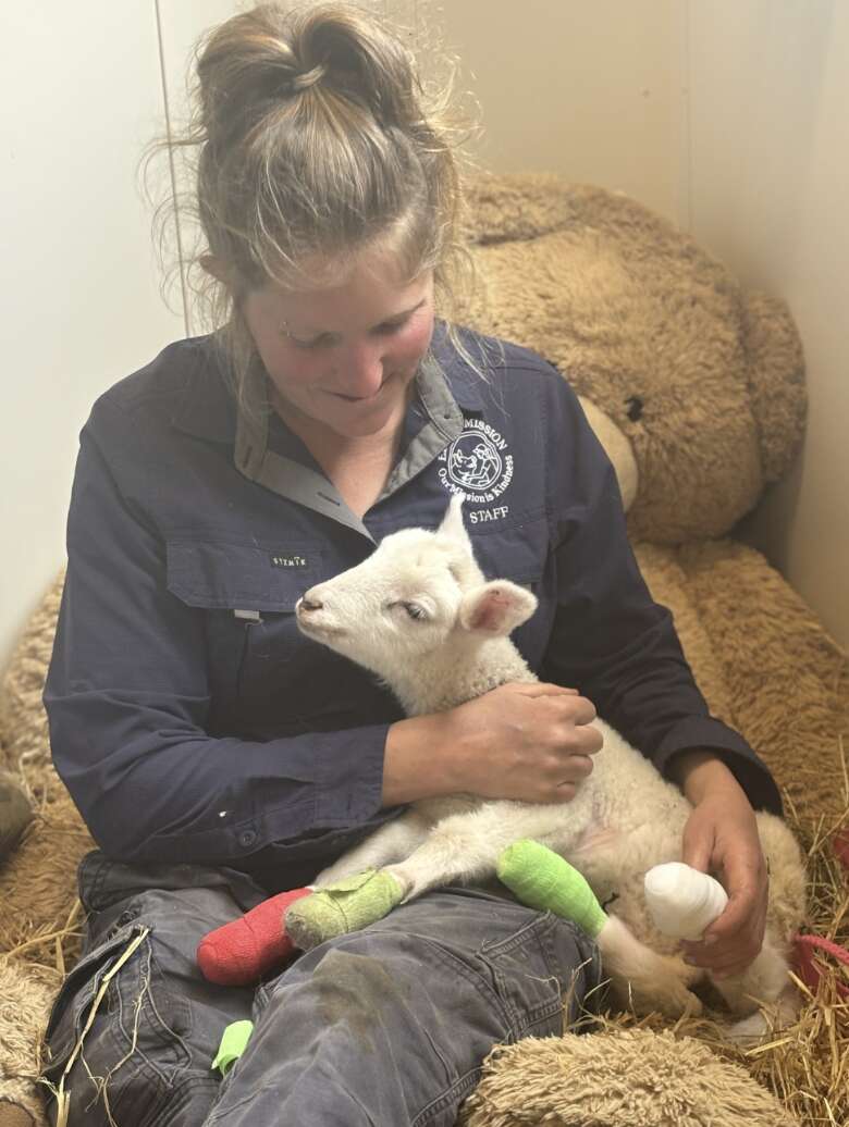 woman holding sheep 