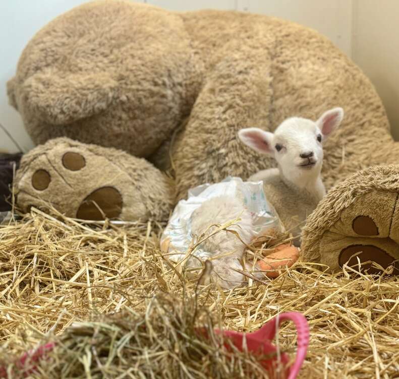 sheep cuddling with teddy 