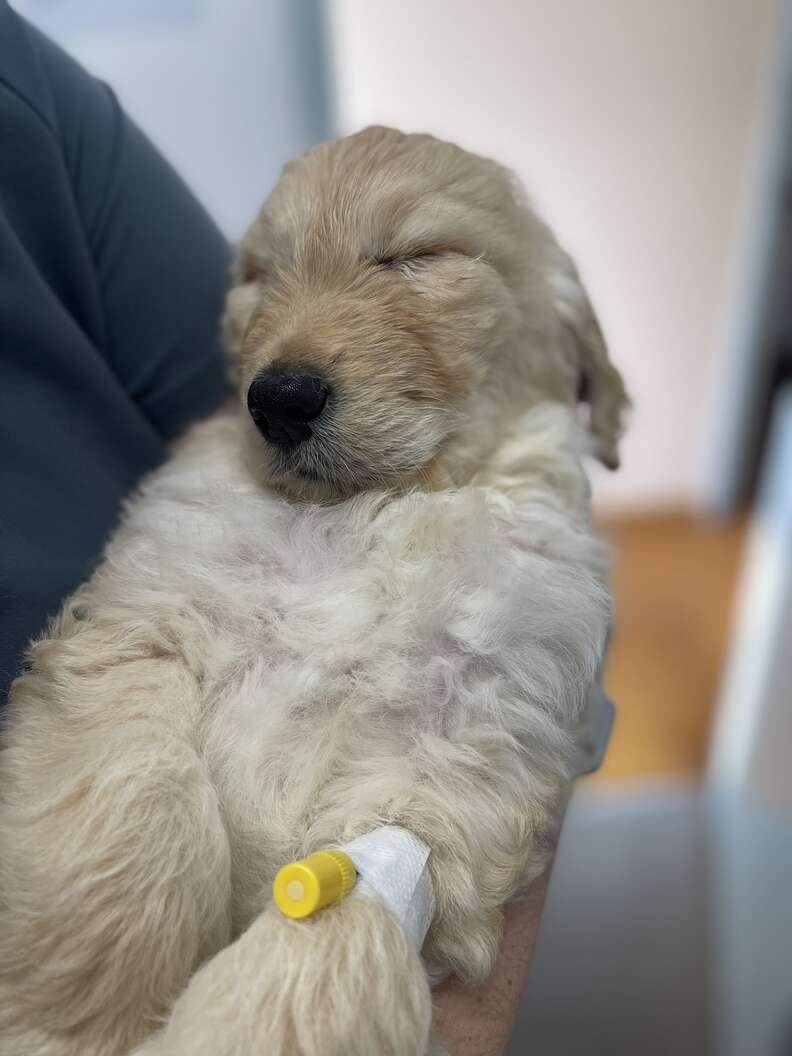 They Asked The Vet To Euthanize Their Sick Puppy — He Adopted Him Instead