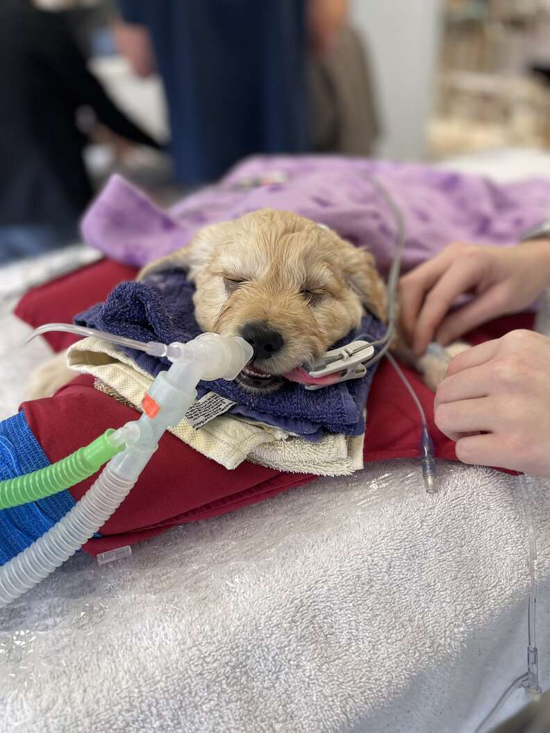 They Asked The Vet To Euthanize Their Sick Puppy — He Adopted Him Instead