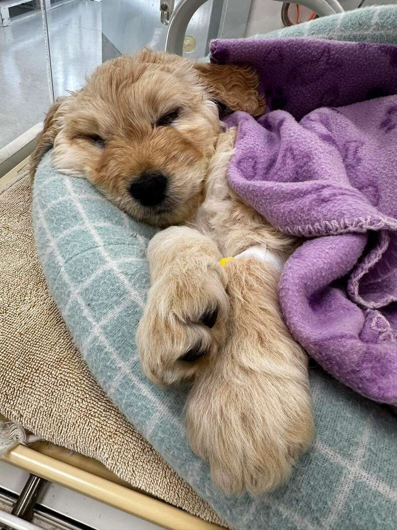 They Asked The Vet To Euthanize Their Sick Puppy — He Adopted Him Instead