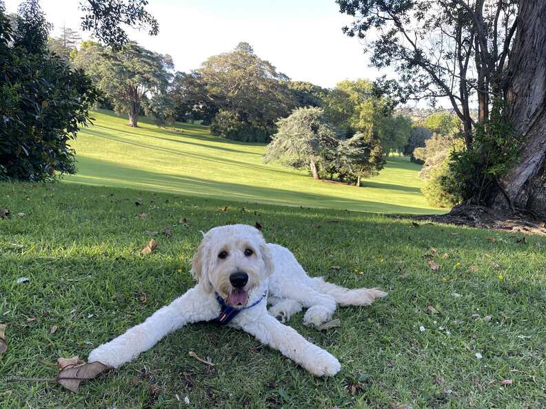 They Asked The Vet To Euthanize Their Sick Puppy — He Adopted Him Instead