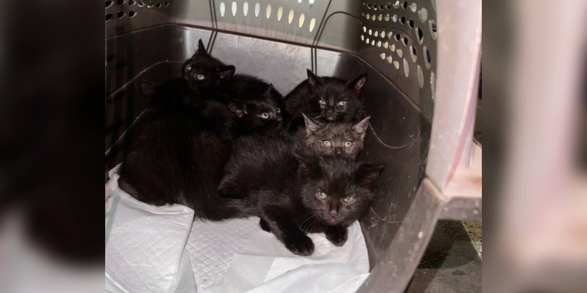 Woman Locks Eyes With 6 Identical Babies Abandoned In Mall Parking Lot