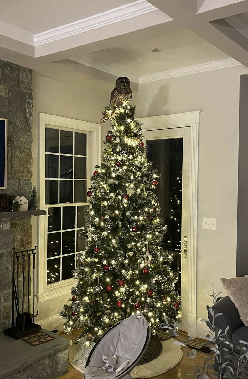 Barred owl on top of a Christmas tree