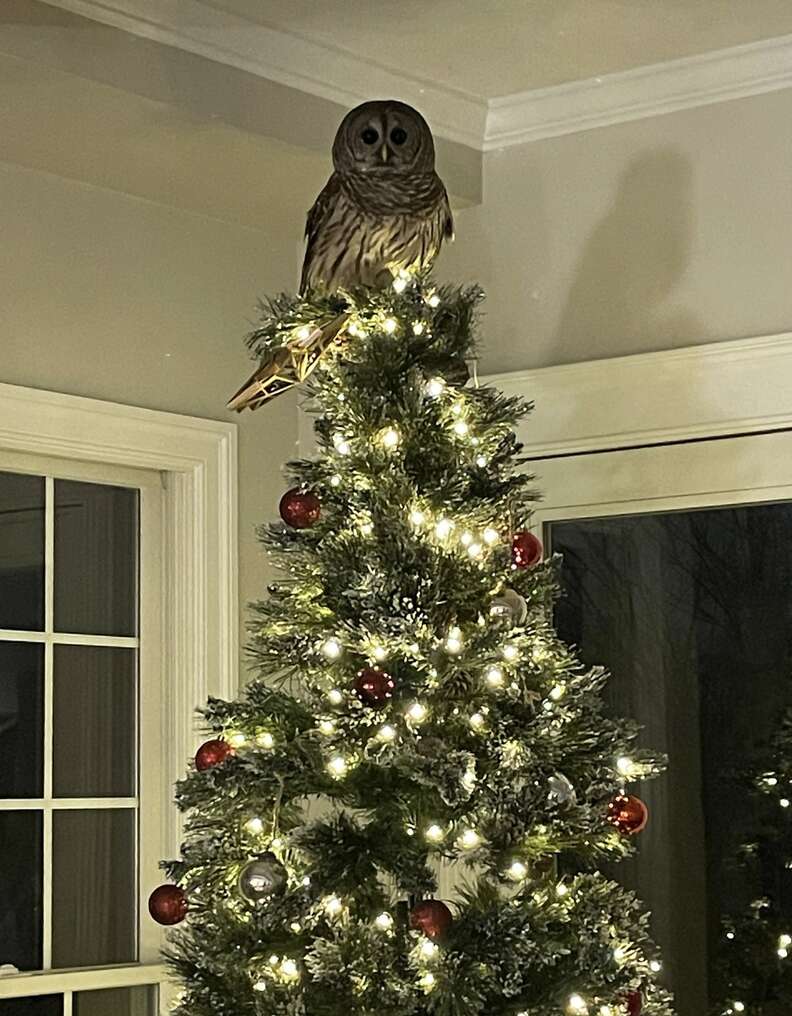 Owl knocks over star to sit on top of Christmas tree