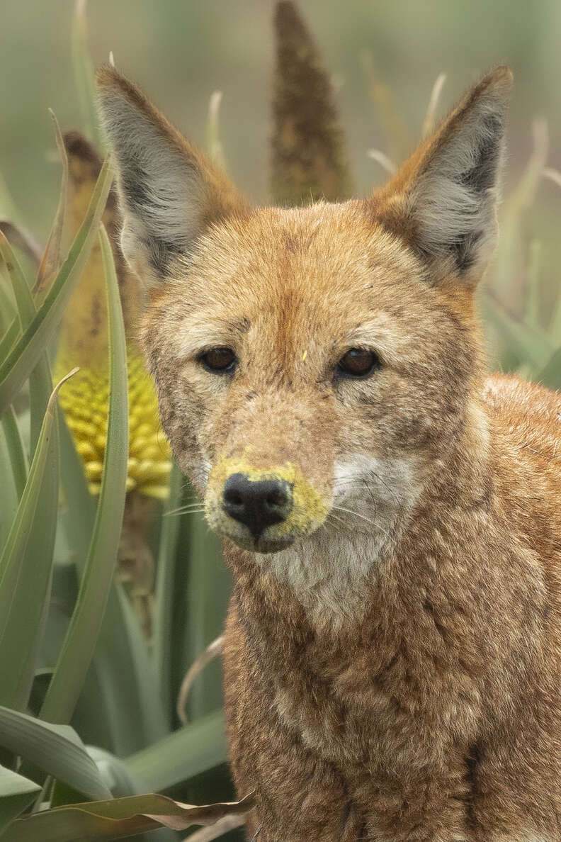 Wolf eating nectar from ⁢flower