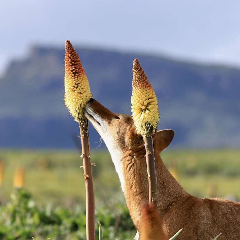 Wolf eating nectar from flower