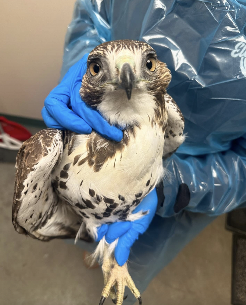 Person in blue gloves holding hawk