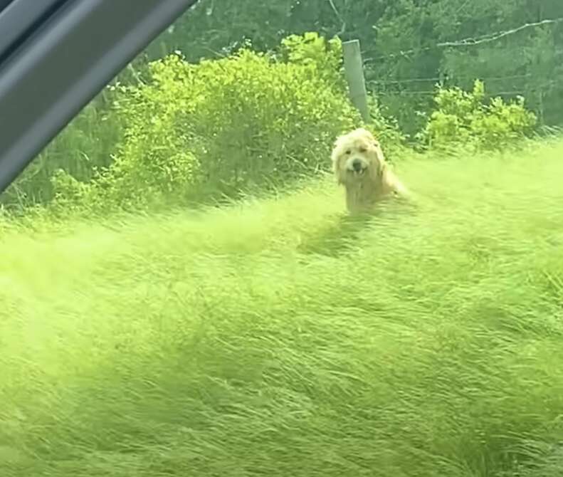 Dog in green field