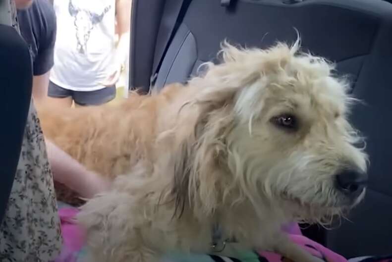 Matted dog in car