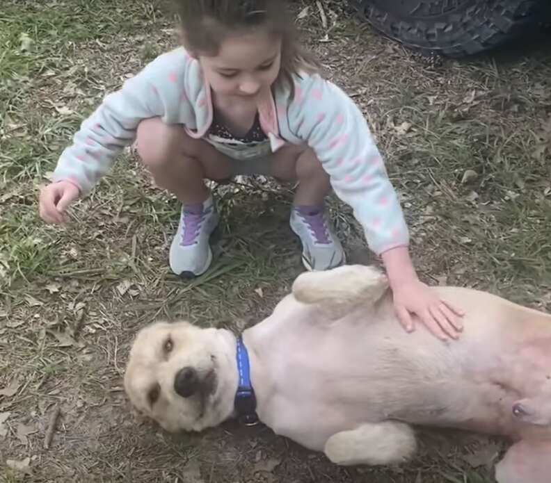 Dog getting stomach pet