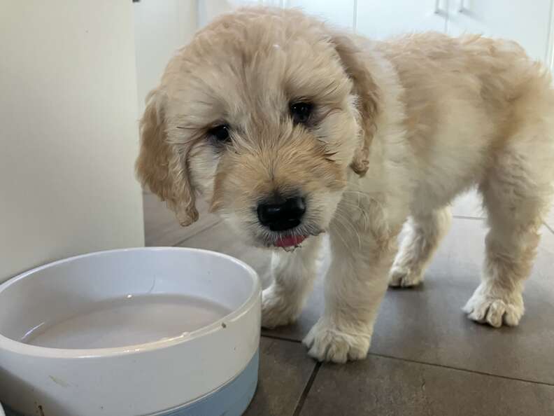 They Asked The Vet To Euthanize Their Sick Puppy — He Adopted Him Instead