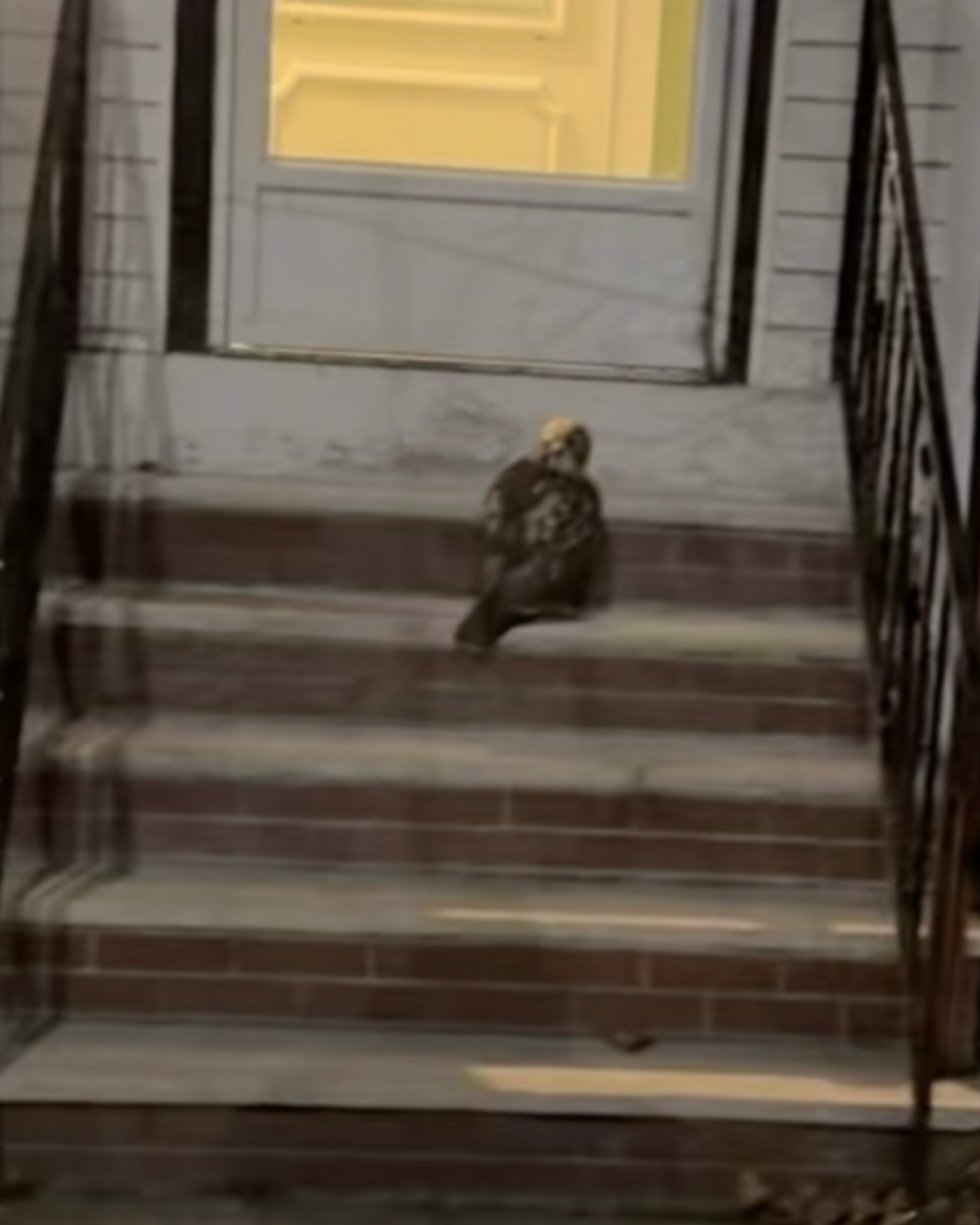 Sick Hawk Waits On Stoop, Hoping Someone Will Notice Him - The Dodo