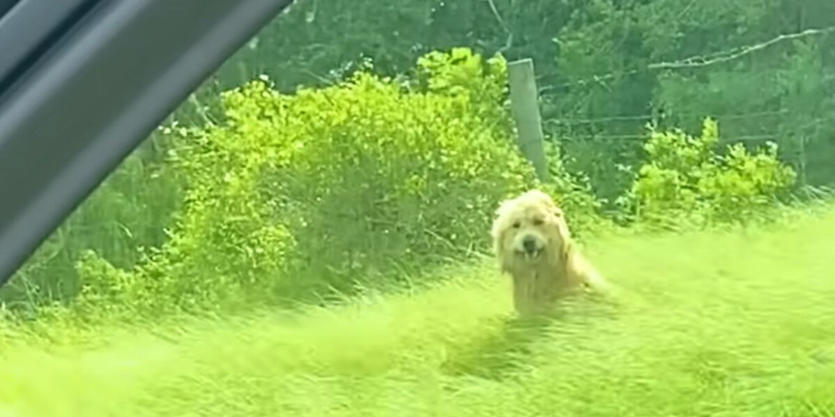 Abandoned Dog ‘Waits’ Patiently Next To Highway For Someone To Rescue Him