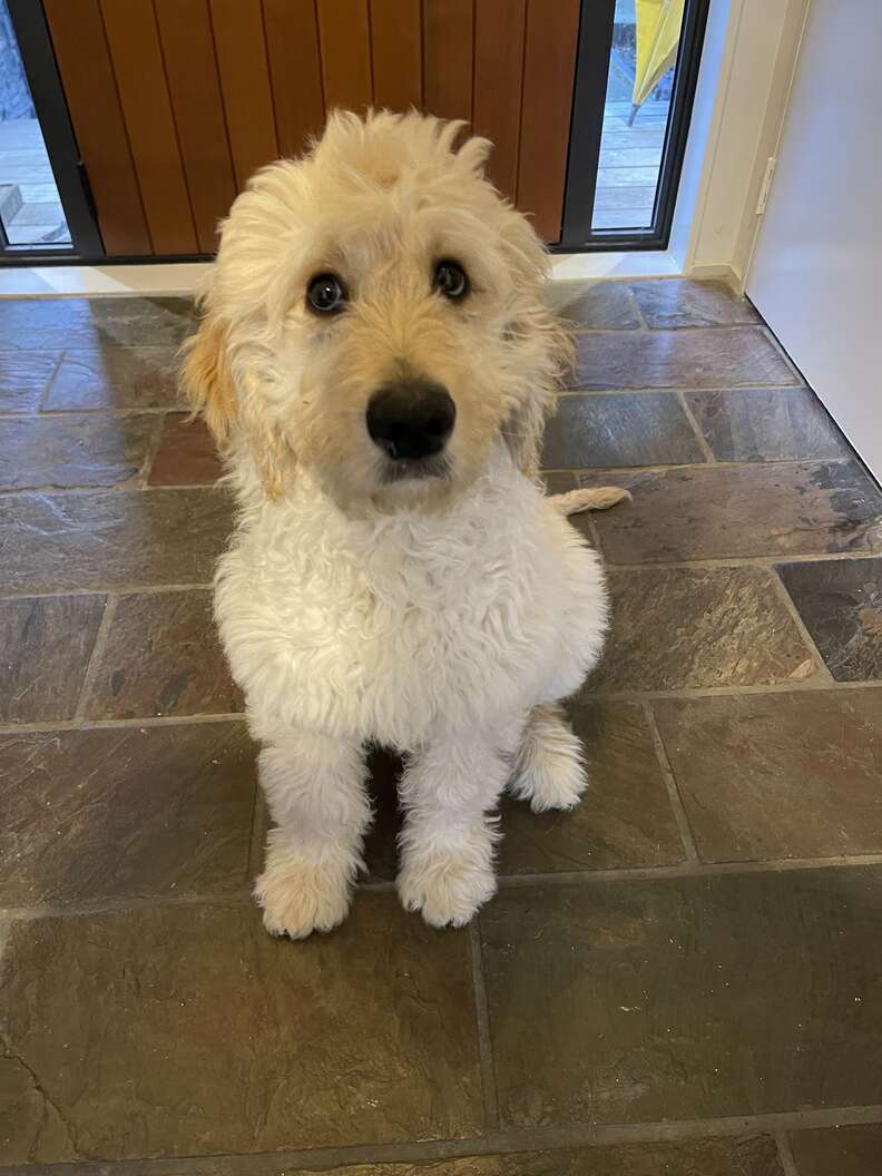 They Asked The Vet To Euthanize Their Sick Puppy — He Adopted Him Instead